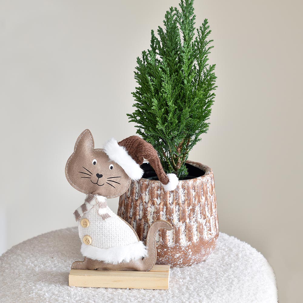 Alternative view of Téli cica örökzölddel kaspóban