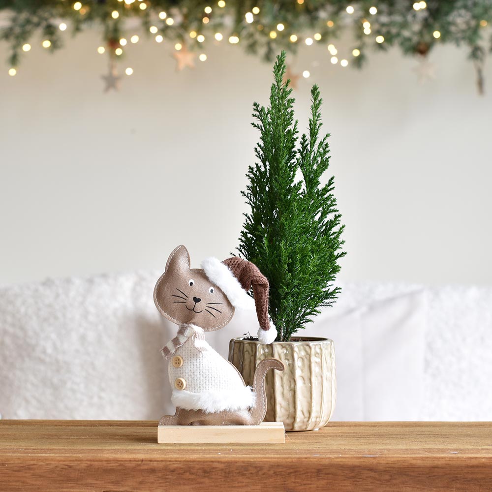 Téli cica örökzölddel kaspóban