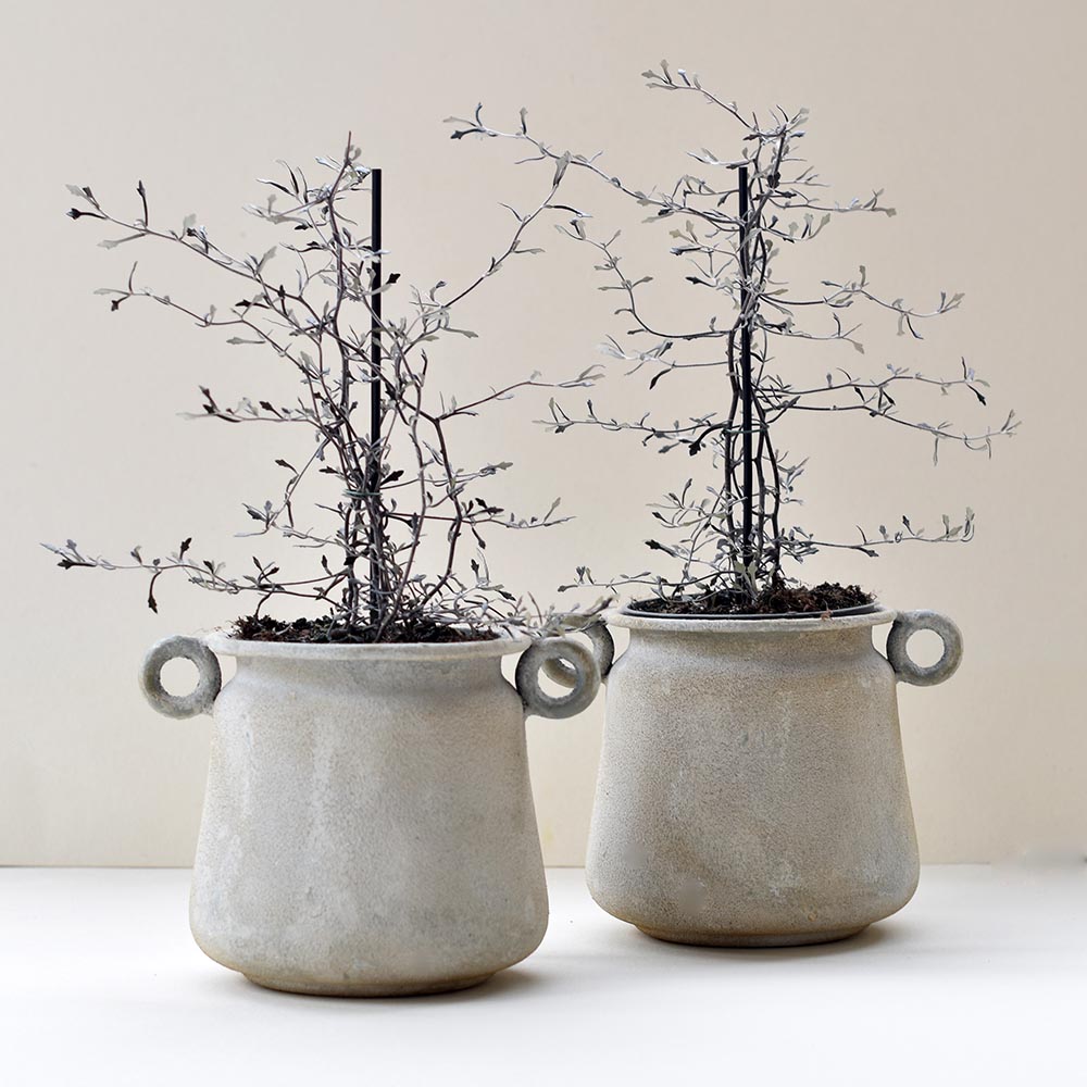 Corokia cserje kaspóban