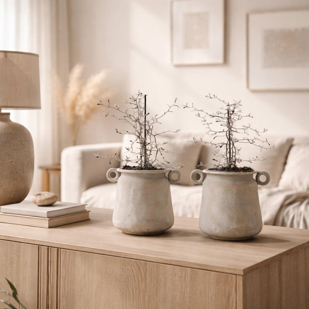 Corokia cserje kaspóban