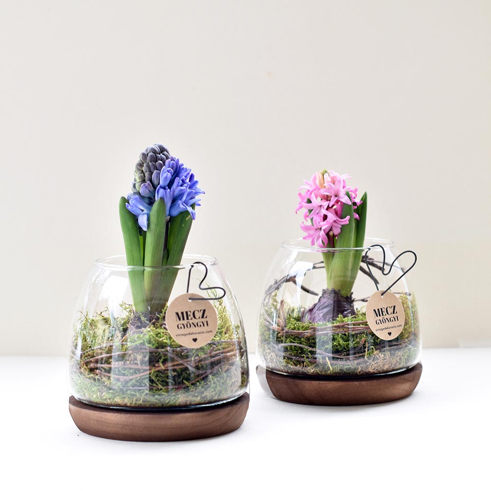 Élő jácint tavaszi dekoráció üvegtálban