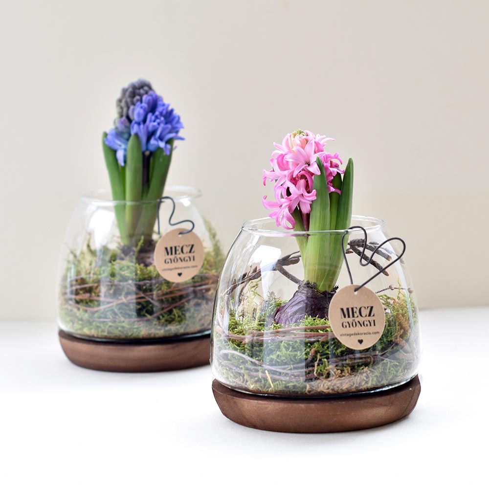 Élő jácint tavaszi dekoráció üvegtálban