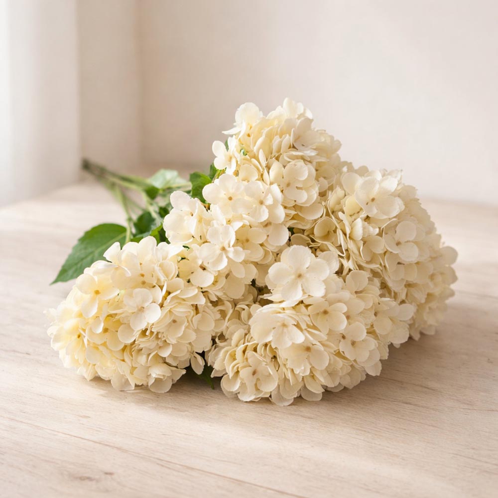 Prémium krém hortenzia művirág - 5 virágfejjel