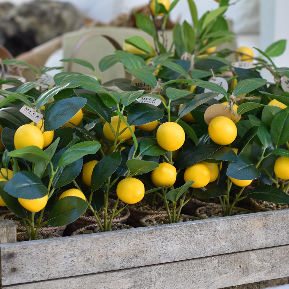 Mű citrusfa fonott kaspóban - citrom vagy mandarin