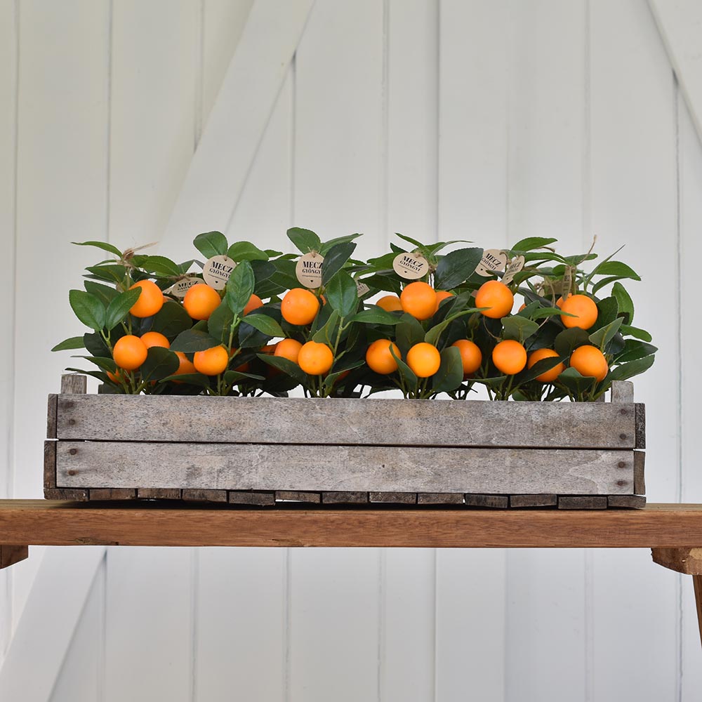 Mű citrusfa fonott kaspóban - citrom vagy mandarin