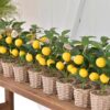 Mű citrusfa fonott kaspóban - citrom vagy mandarin
