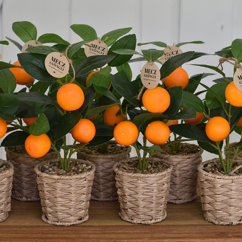 Mű citrusfa fonott kaspóban - citrom vagy mandarin